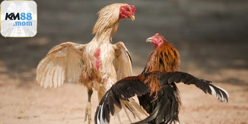 Hệ thống đá gà km88 có gì nổi bật mà thu hút người chơi