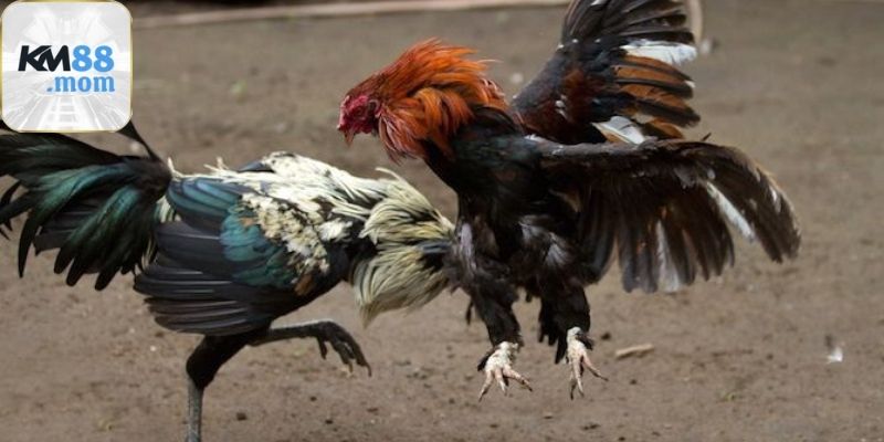 Lợi ích khi cược hai gà hòa nhau trong đá gà km88