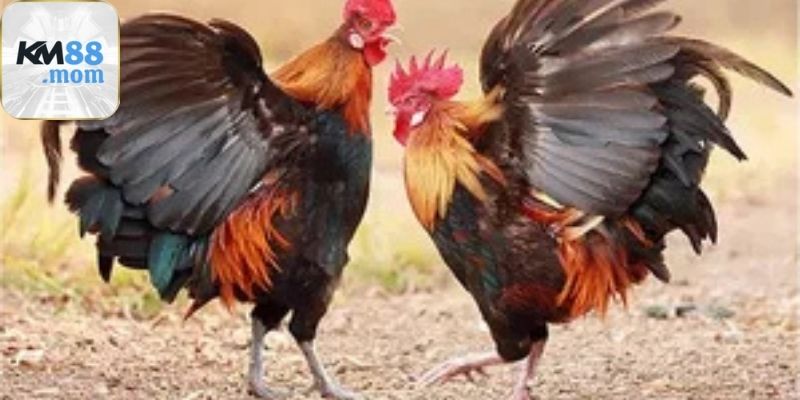 Hướng dẫn chơi đá gà km88 cho người mới bắt đầu